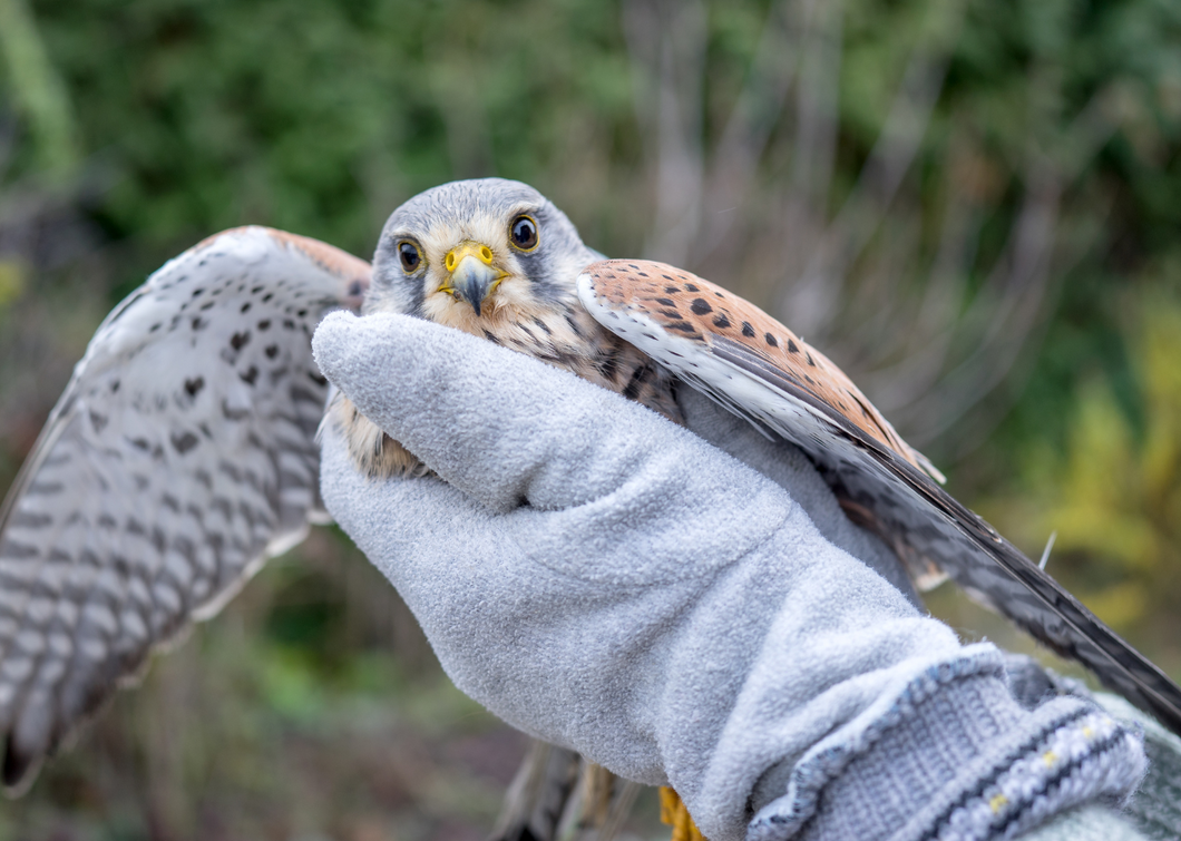 Tame your fears: Practical tips on dealing with British wildlife