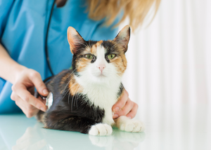 The unholy trinity - hyperthyroidism, chronic kidney disease and hypertension in cats: diagnosis and management