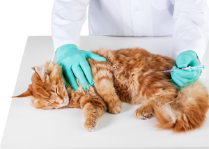 Senvelgo®- a new way to manage diabetes in cats