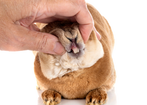 Rabbit and rodent dentistry: the do's and don'ts!