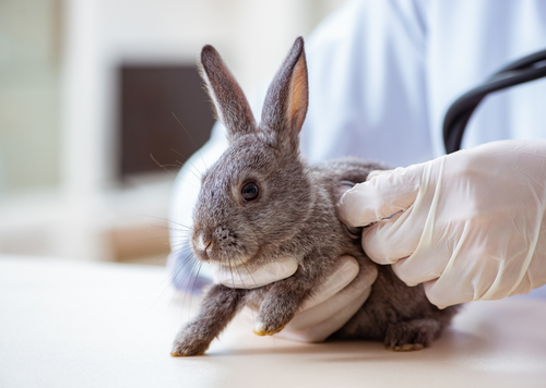 Boosting confidence in rabbit anaesthesia