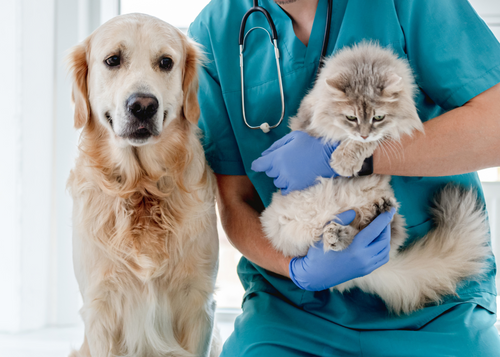 Canine Atopic Dermatitis - Feeling Confident in the Diagnosis and Management (WWV 2024)