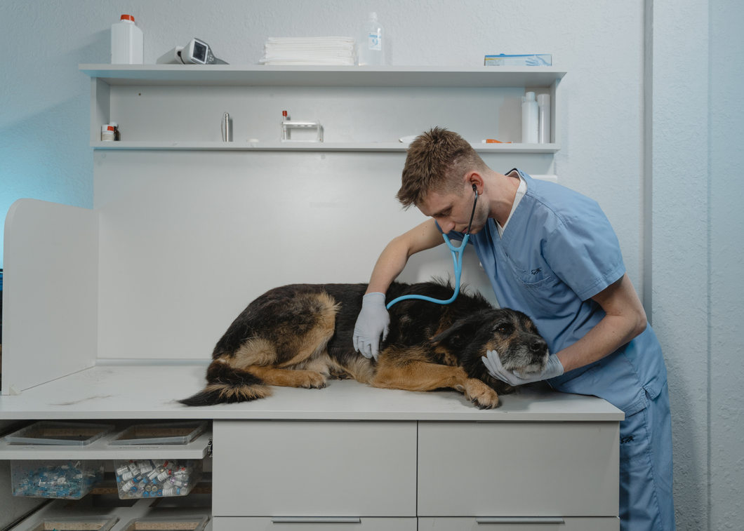 Canine Pancreatitis: Diagnostic & Management Highlights (WWV 2024)