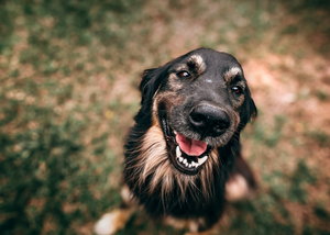 Dry Eye Disease in Dogs: A Booger of a Disease! (NYV 2024)