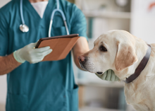 Load image into Gallery viewer, Veterinary toxicology - past, present and future?