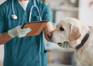 Under Pressure: Management of Glaucoma in Dogs (NYV 2024)