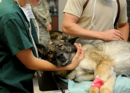 Do you know JAK? How Janus Kinase inhibitors work and how they have been game changers for the treatment of canine atopic dermatitis (NYV 2024)