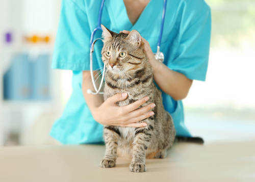 Managing Feline Hyperthyroidism: Tailoring our treatments to fit the individual cat (NYV 2024)