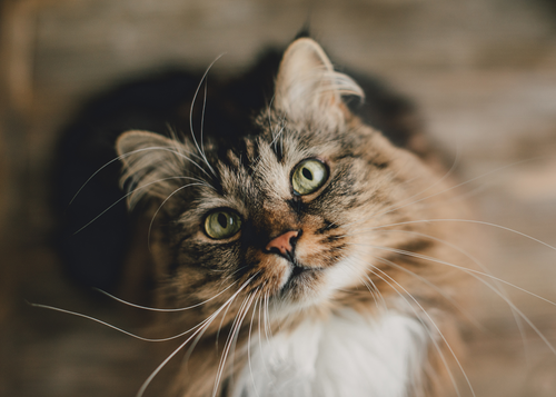 How Do I Treat… Saddle Thrombus Cats? (WWV 2024)