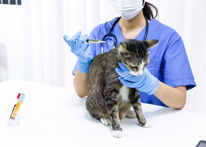 Anesthesia and Analgesia Considerations for Small Mammals (WWV 2024)