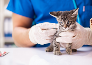 Navigating Recurrent Feline Cystitis (WWV 2024)