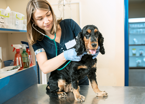 What the GP Should Know About Canine Distemper (NYV 2024)