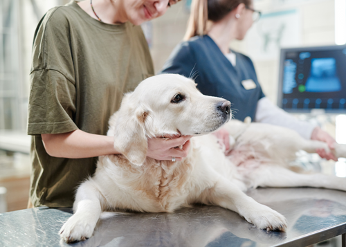 An Imaging Checklist for the Diabetic Dog (NYV 2024)