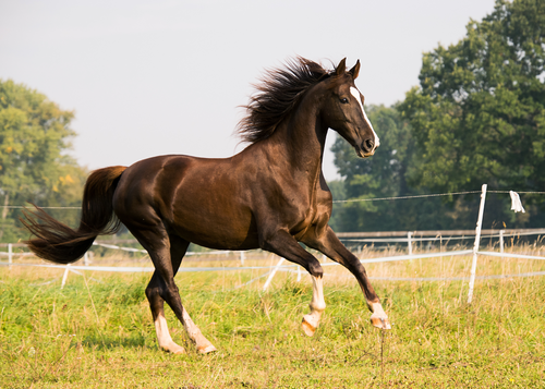 Strategic Approach to Equine Laminitis (WWV 2024)