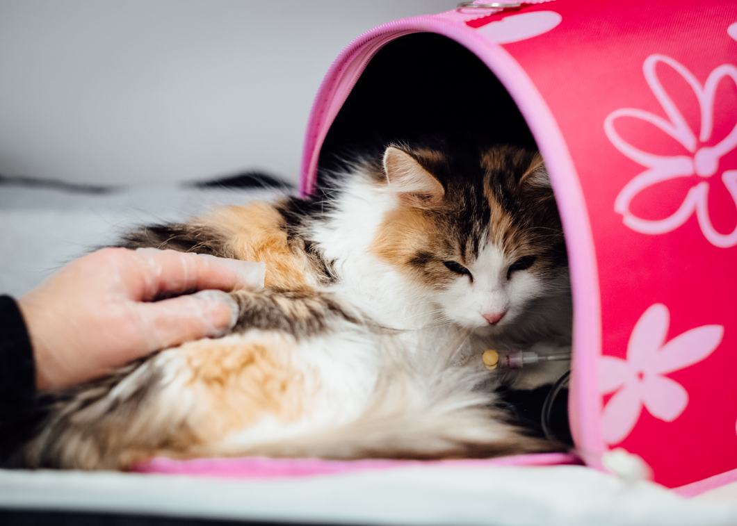 Customized Care: How Practicing Across the Spectrum of Care Benefits Pets + Practitioners (NYV 2024)