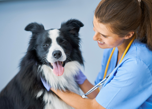 What’s New on the Diagnosis and Treatment of Acute Pancreatitis in Dogs (NYV 2024)