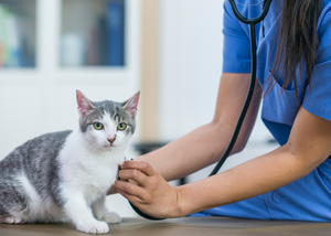 Cardiac vs Respiratory Dyspnea in Cats (NYV 2024)