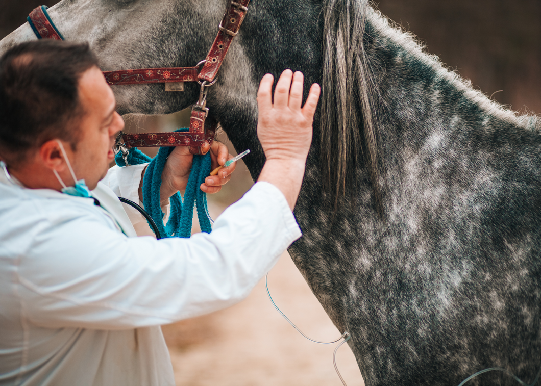 Traumatic Wounds in the Equine Patient (WWV 2024)