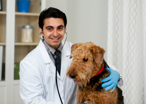 Understanding and Applying Laser Therapy in Companion Animals (WWV 2024)