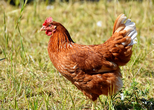 Backyard Chickens for the General Practitioner (NYV 2024)