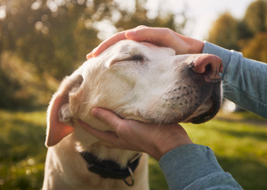 Navigating Senior Pets: Advice for Pet Owners (NYV 2024)