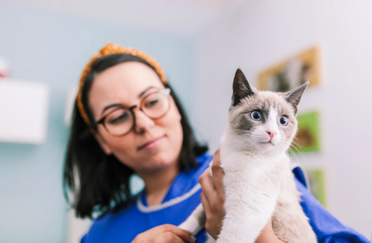 Uh oh otitis! Diagnostic tips to guide effective treatment (LVS25)