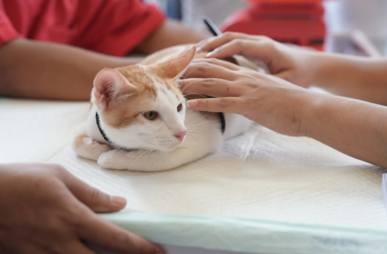 Achieving NET ZERO: How to use the ultra-low flow Humphrey ADE-circle anaesthetic breathing system (LVS25)