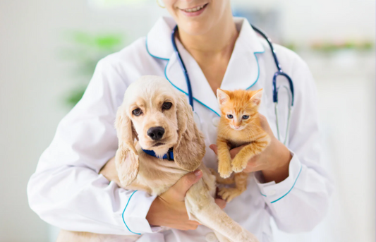 Not a copycat: Why cats are not small dogs when it comes to chronic pancreatic disease (LVS25)