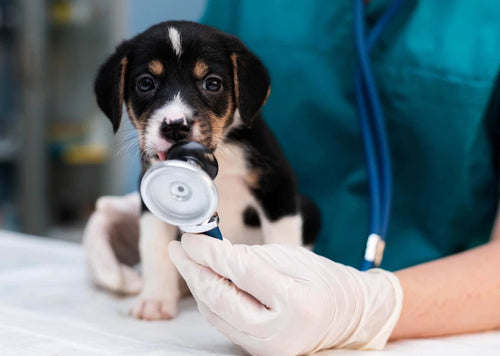 Heartstoppers: handling cardiac emergencies as a first opinion vet