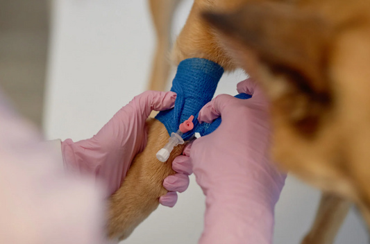 How to: Local blocks and perioperative analgesia (LVS25)