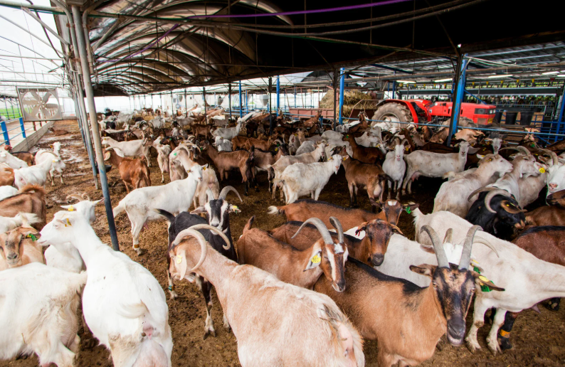 AI on farms - is it good for vets and animal welfare? (LVS25)