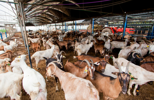 AI on farms - is it good for vets and animal welfare? (LVS25)