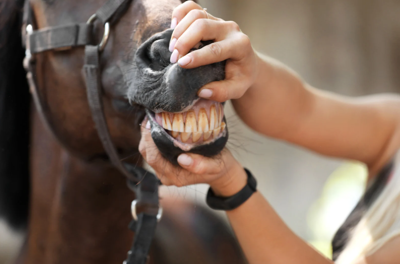 Advanced dental extractions: Techniques, pitfalls and post-op management (LVS25)