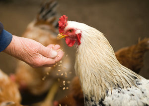 Don't be chicken: dealing with backyard poultry in first opinion practice