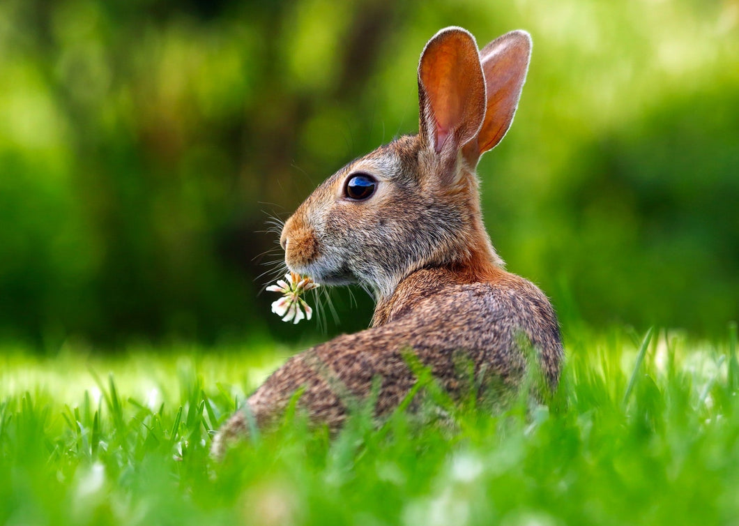 Approach to the Gastric Bloat Rabbit