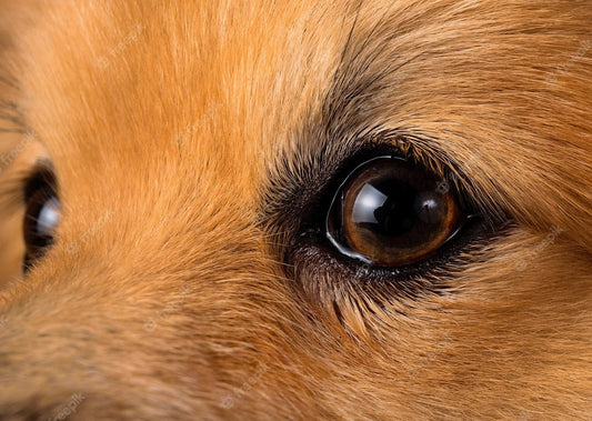 Illuminating the path towards empiric safe and rapid treatment for all corneal infections (BVA Live 2023)