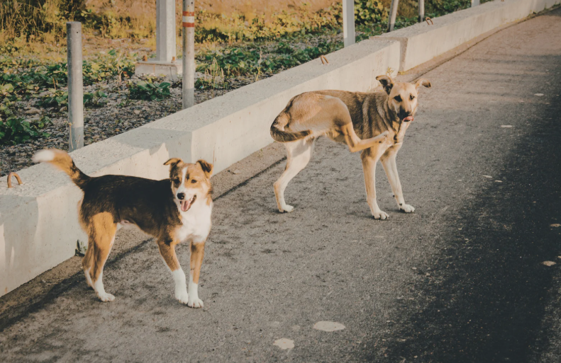 Vet Skills Where They Matter Most: On the Frontline with Roaming Dogs (LVS25)
