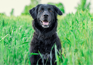 Managing diabetes in 2025! 104 years after the first diabetic dog received insulin!