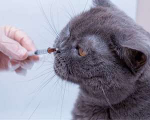 I heard a murmur: determining the significance of heart murmurs in cats