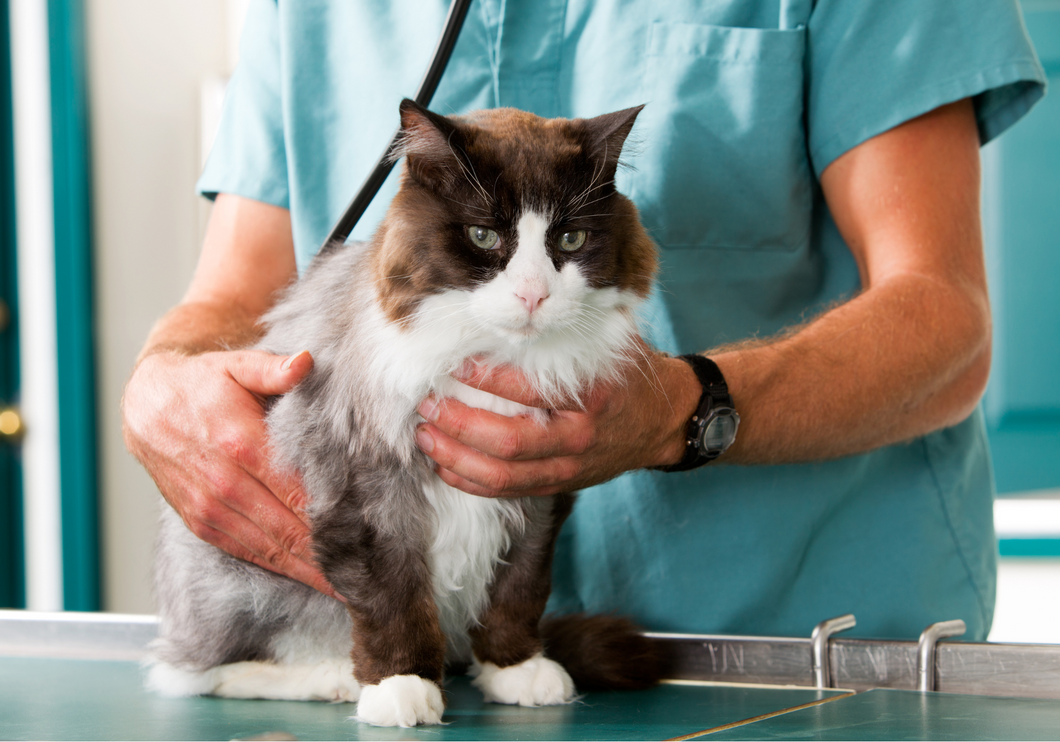 Improving our feline patients' hospital journey
