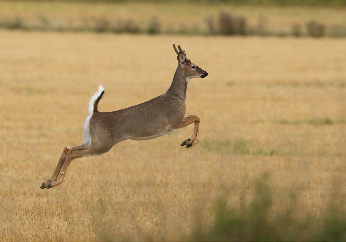 Introduction to deer vetting