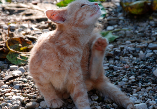 Itchy, scratchy cats: Where to start, when to use preds?