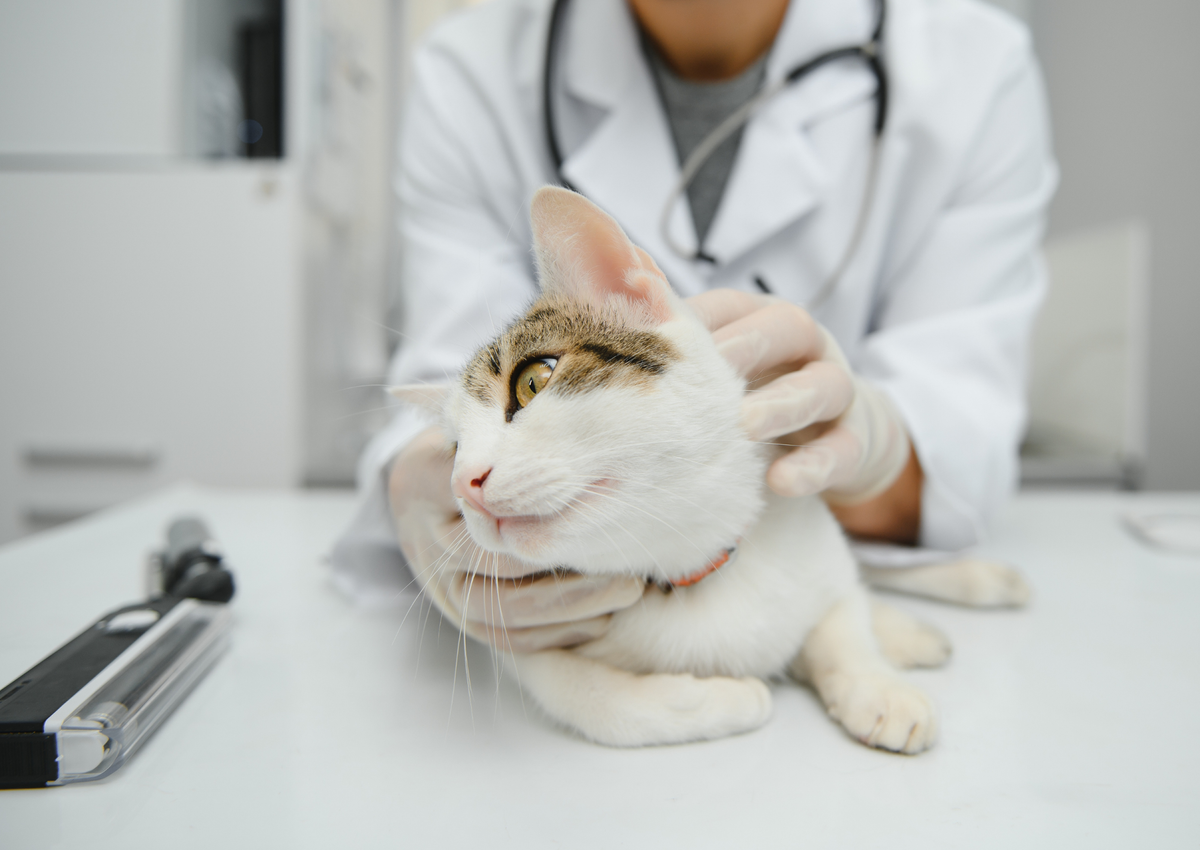 Angular limb deformity: From diagnosis to correction