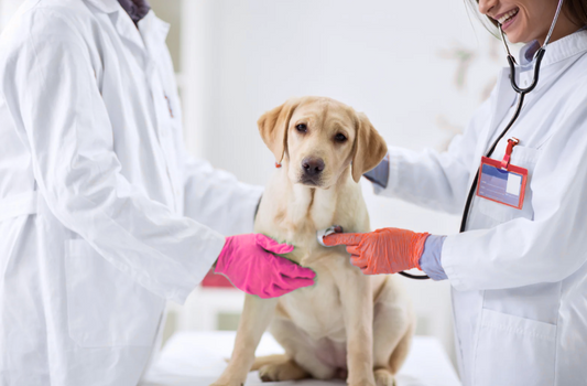 Beyond the big six and traditional practice: Exploring diverse veterinary business models (LVS25)