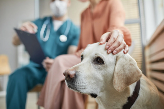 Palliative Care in the ER