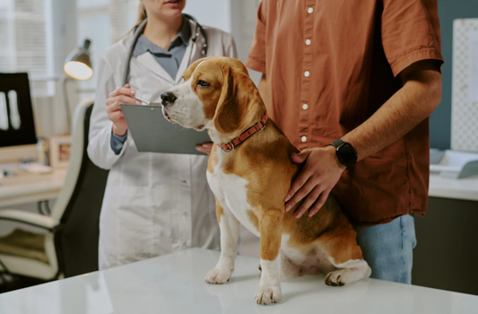 Sit, stay, think – Managing owner originated welfare problems in practice (LVS25)