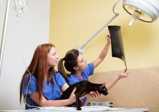 The gendered workplace: Why do we work 'male' when practices are predominantly female? (LVS25)