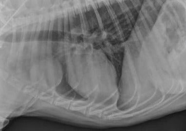 Tips and Tricks for Lymphoma in Dogs