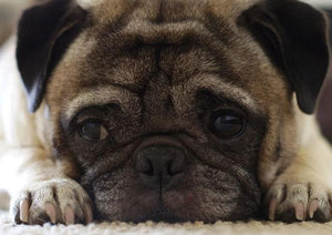 Taking the Fear Out of Brachycephalic Anesthesia