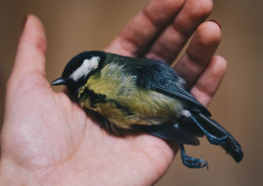 Come Fly with Me: Avian Parasitology